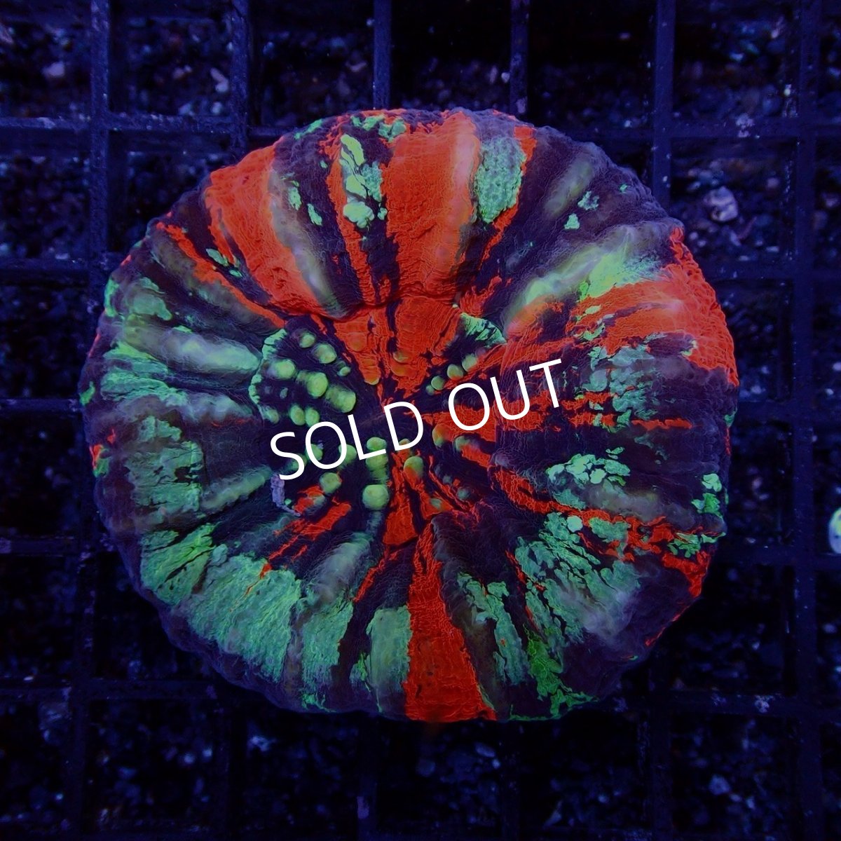 画像1: Coral Focus スコリミア WarPaint No.7 (1)