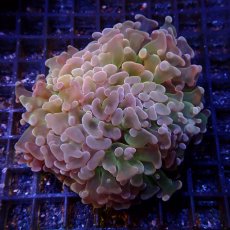 画像1: CF ナガレハナサンゴ Custom (1)