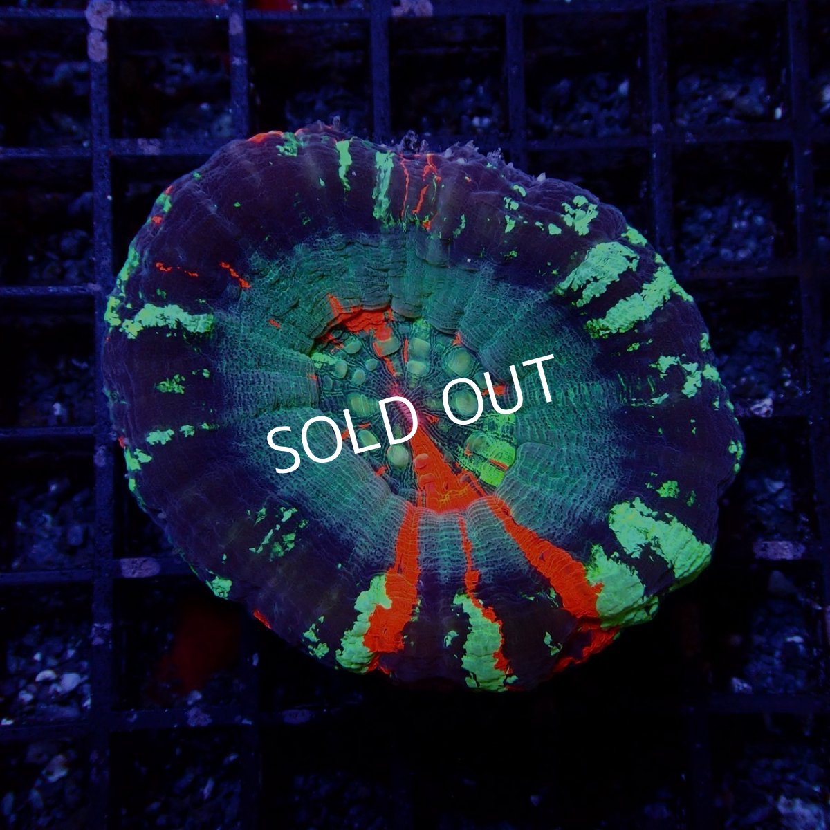 画像1: Coral Focus スコリミア WarPaint No.5 (1)