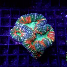 画像1: CF ハナガタサンゴ　Pachysepta　No.3 (1)