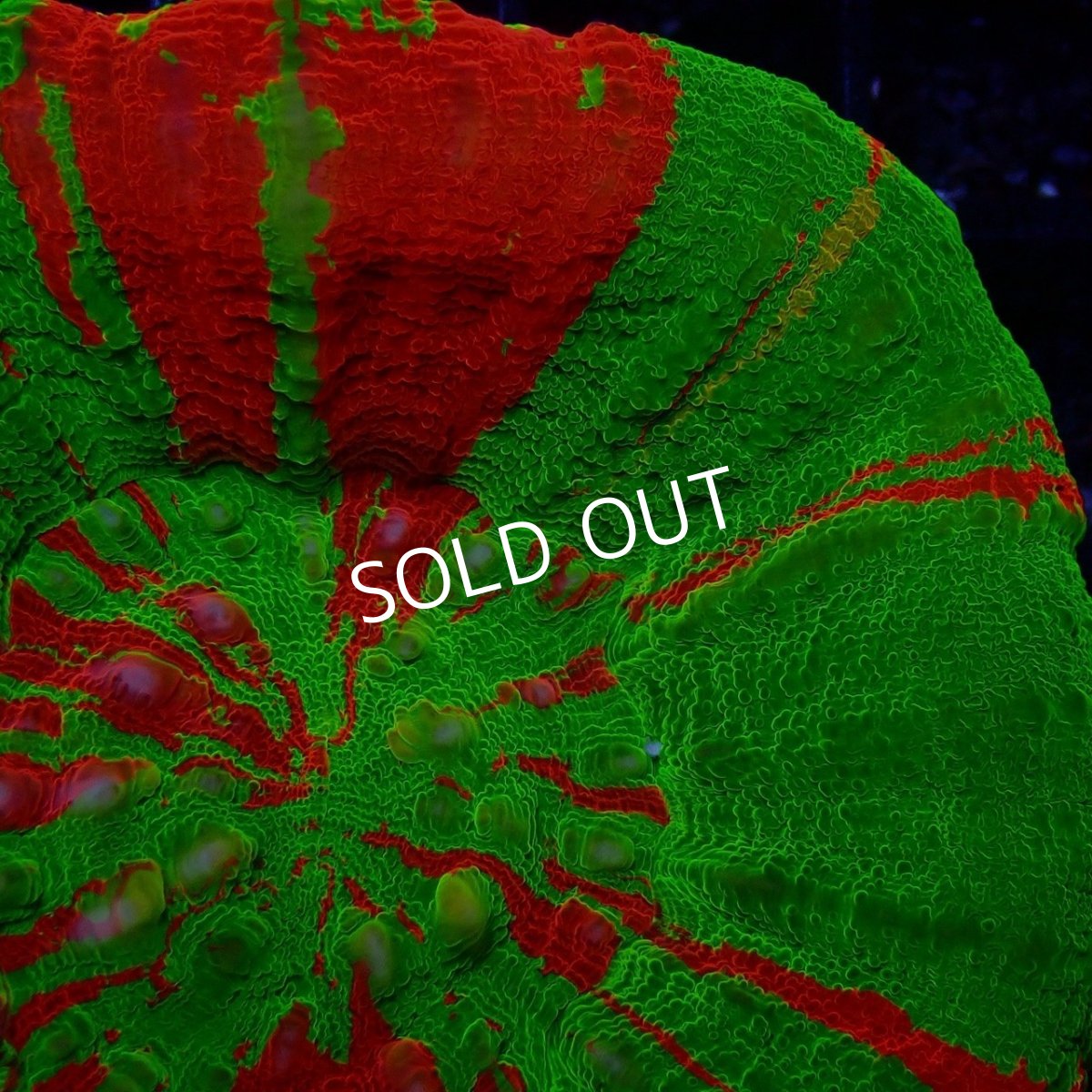 画像4: Coral Focus スコリミア BleedingApple No.3 (4)