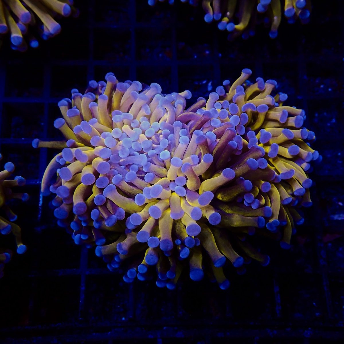 画像1: CF ハナサンゴ  Gold RARE  S-size No.6 (1)