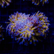 画像1: CF ハナサンゴ  Gold RARE  S-size No.6 (1)