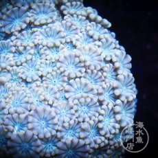 画像3: Coral Focus アワサンゴ Ultra No.1 (3)