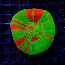 画像1: Coral Focus スコリミア BleedingApple No.3 (1)