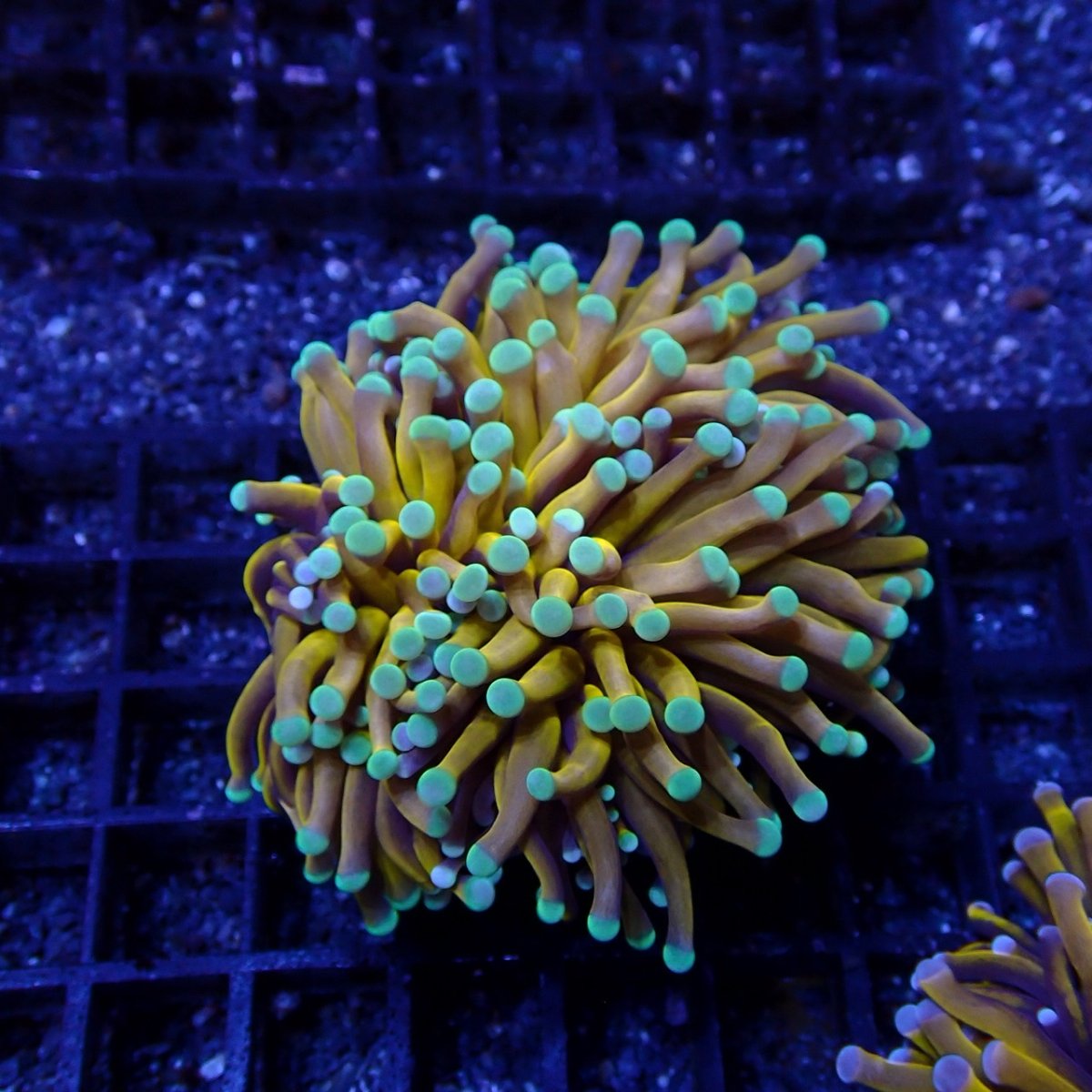 画像1: CF ハナサンゴ  Gold RARE  S-size No.3 (1)