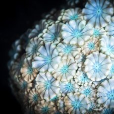 画像2: Coral Focus アワサンゴ Ultra No.3 (2)