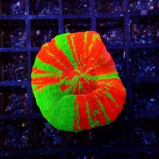 画像1: Coral Focus スコリミア BleedingApple No.2 (1)