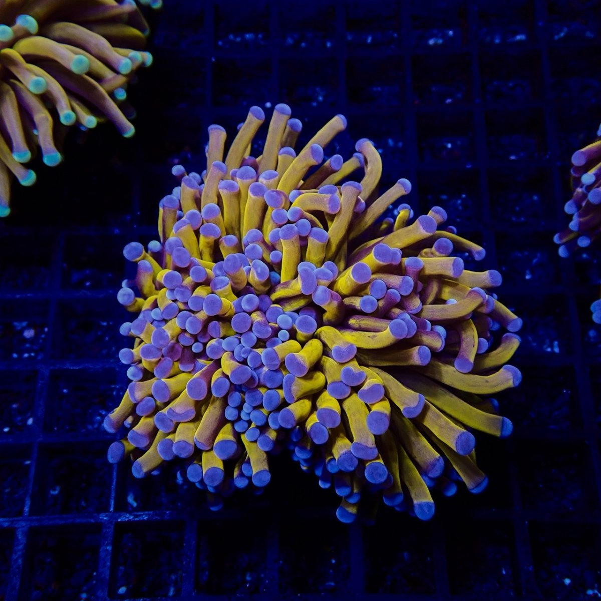 画像2: CF ハナサンゴ  Gold RARE  S-size No.4 (2)