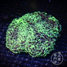 画像2: CF ナガレハナサンゴ Two Tone Green XL-size (2)