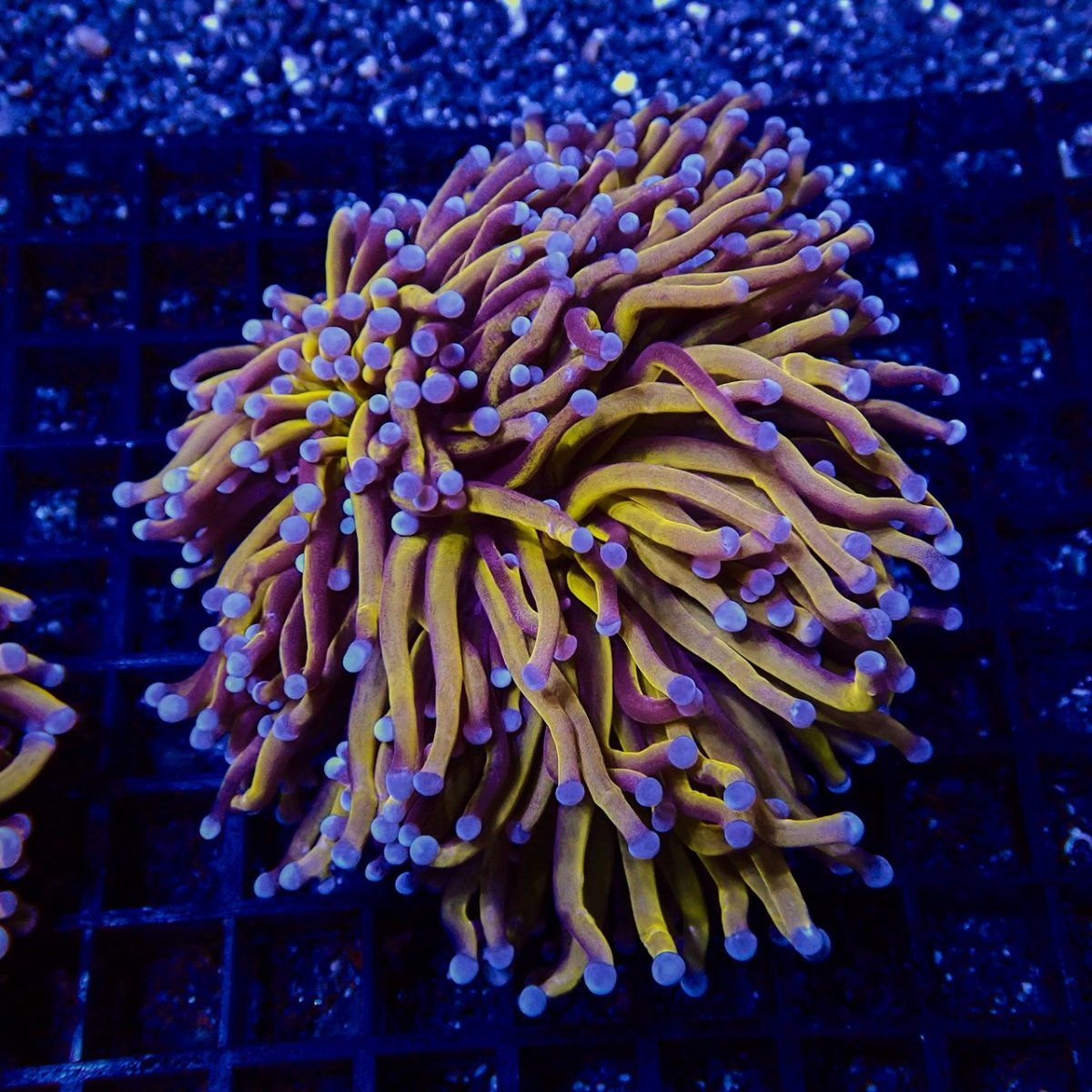 画像1: CF ハナサンゴ  Gold RARE  S-size No.5 (1)