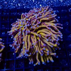 画像1: CF ハナサンゴ  Gold RARE  S-size No.5 (1)