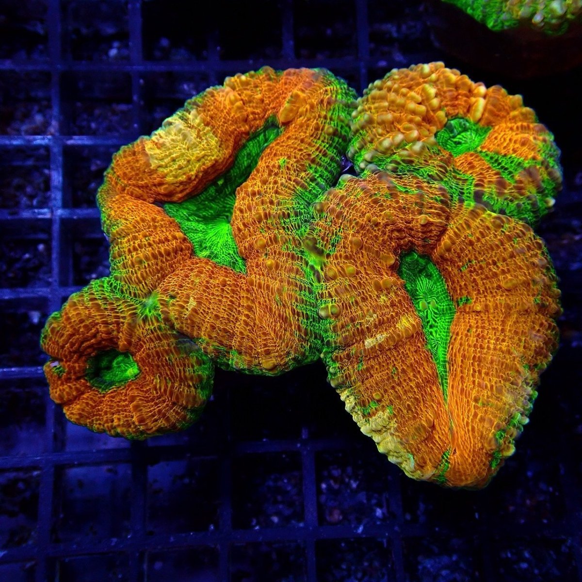 画像1: CF ハナガタサンゴ　Pachysepta　No.1 (1)