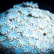 画像1: Coral Focus アワサンゴ Ultra No.3 (1)