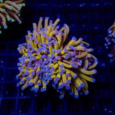 画像1: CF ハナサンゴ  Gold RARE  S-size No.4 (1)