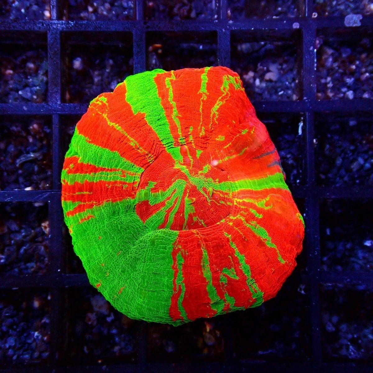 画像2: Coral Focus スコリミア BleedingApple No.2 (2)