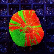 画像2: Coral Focus スコリミア BleedingApple No.2 (2)