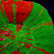 画像3: Coral Focus スコリミア BleedingApple No.3 (3)