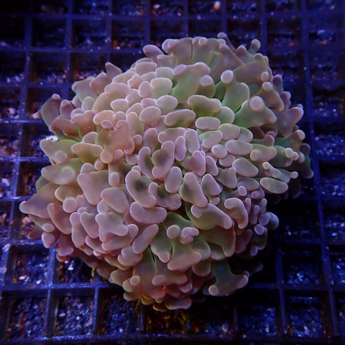 画像2: CF ナガレハナサンゴ Custom (2)