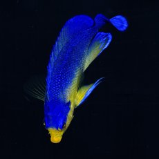 画像3: ■SALE■　スミレヤッコ M 八重山産 No.1 (3)