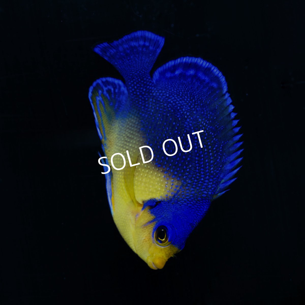 画像3: ■SALE■　スミレヤッコ M 八重山産 No.2 (3)