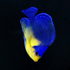 画像3: ■SALE■　スミレヤッコ M 八重山産 No.2 (3)