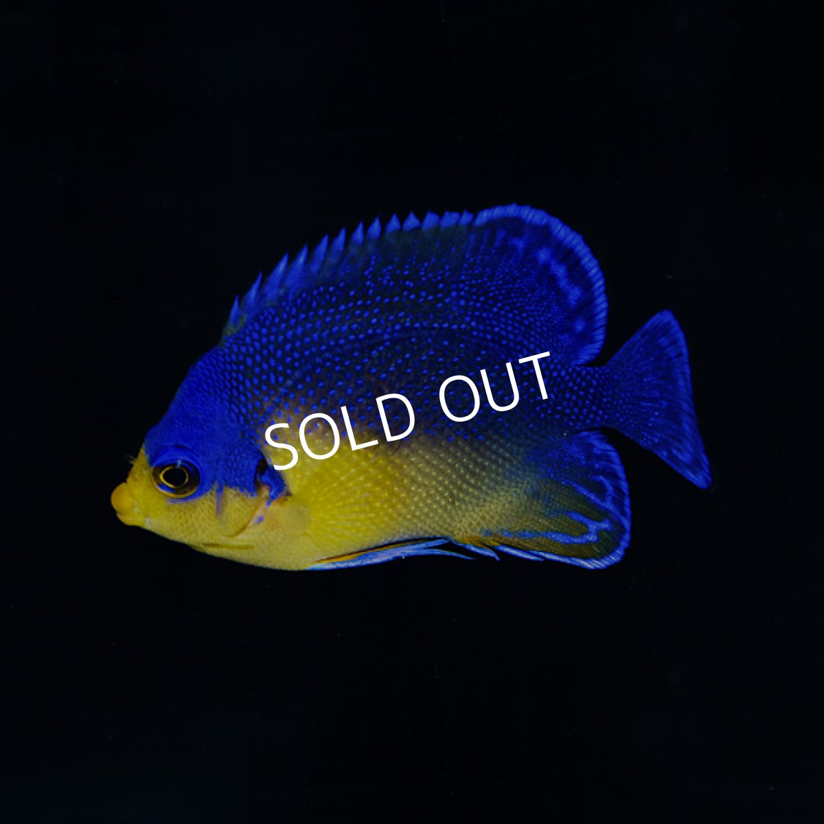 画像1: ■SALE■　スミレヤッコ M 八重山産 No.2 (1)