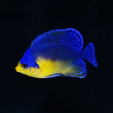 画像1: ■SALE■　スミレヤッコ M 八重山産 No.2 (1)