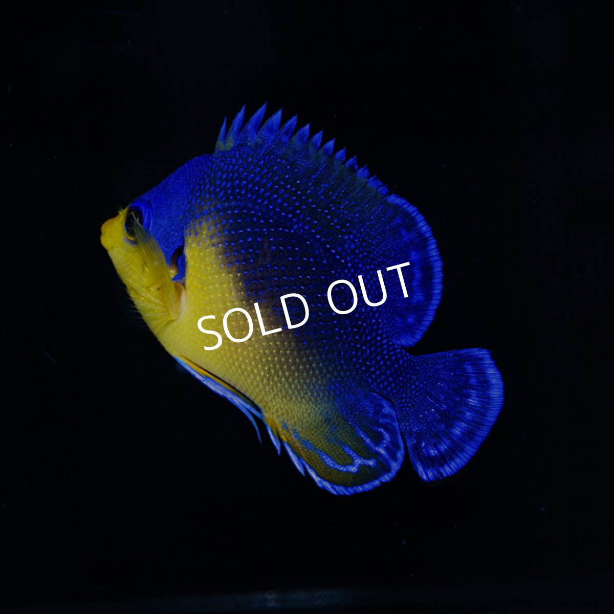 画像2: ■SALE■　スミレヤッコ M 八重山産 No.2 (2)