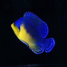 画像2: ■SALE■　スミレヤッコ M 八重山産 No.2 (2)