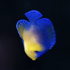 画像2: ■SALE■　スミレヤッコ M 八重山産 No.1 (2)