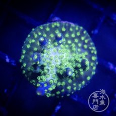 画像2:  ■SALE■CE Acro   Violet Crumble  (2)