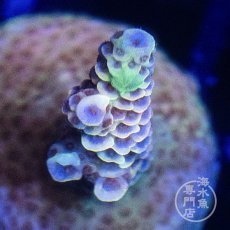 画像2:  ■SALE■CE Acro   Mille Purple (2)
