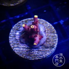 画像1:  ■SALE■CE Acro   Fox Flame   (1)