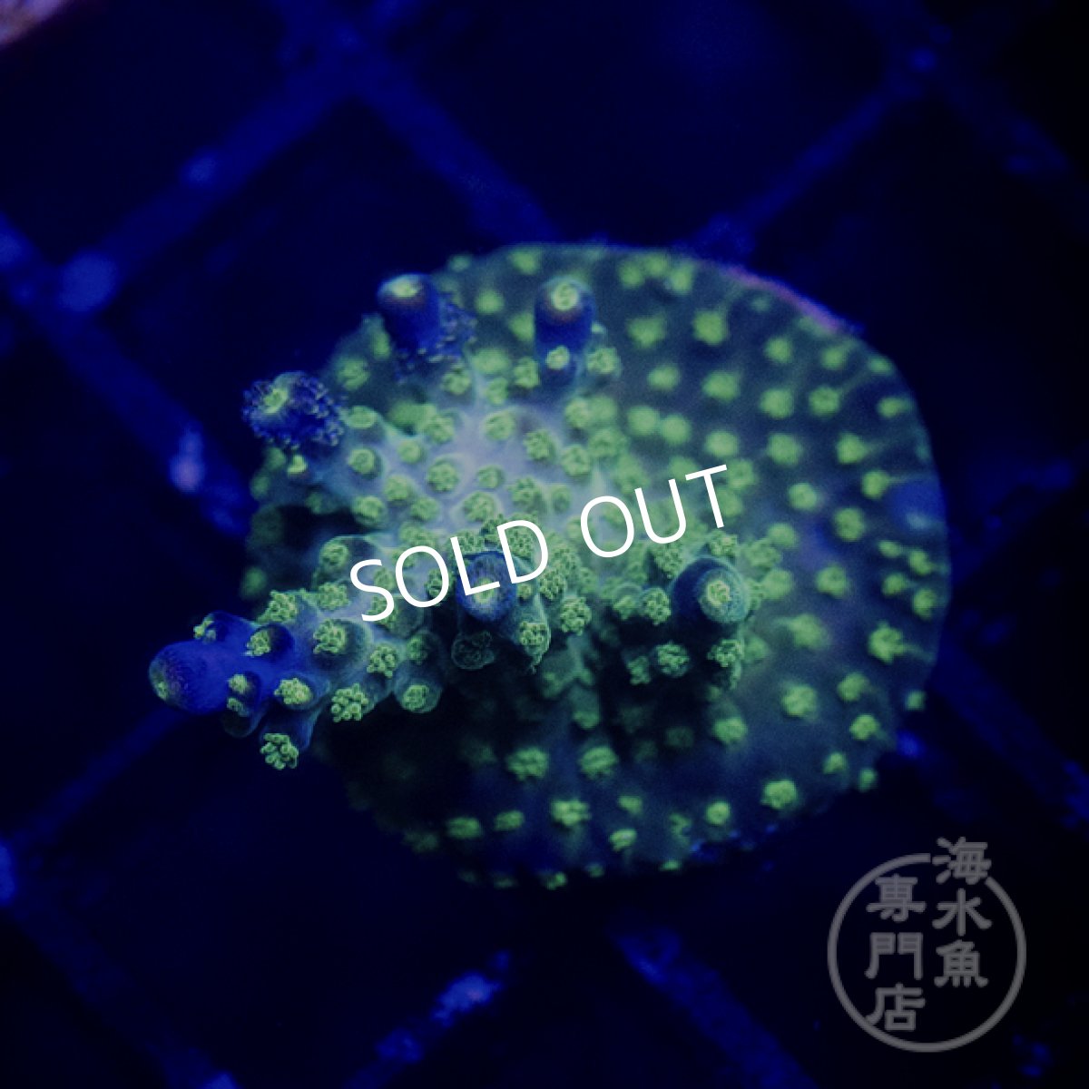 画像1:  ■SALE■CE Acro   Violet Crumble  (1)