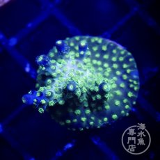 画像1:  ■SALE■CE Acro   Violet Crumble  (1)