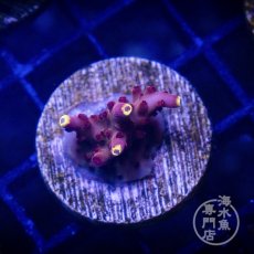 画像2:  ■SALE■CE Acro   Fox Flame   (2)