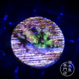 イボハタゴイソギンチャク メタリックグリーン L - 海水魚専門店 ceppo