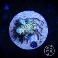 画像1:  ■SALE■CE Acro   Cherry Bomb (1)