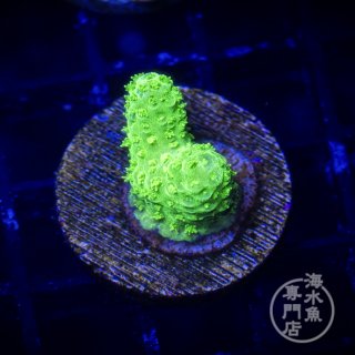 イボハタゴイソギンチャク メタリックグリーン L - 海水魚専門店 ceppo