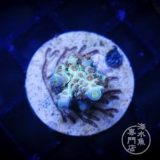 画像2:  ■SALE■CE Acro   Cherry Bomb (2)