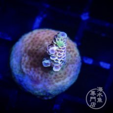画像1:  ■SALE■CE Acro   Mille Purple (1)