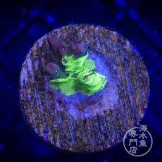 画像4: 【SALE】CE Acro Grafted Cherry Blossom  (4)