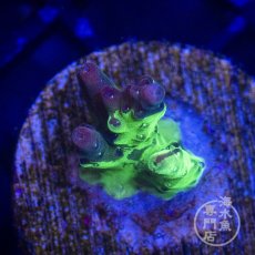 画像5: 【SALE】CE Acro Grafted Cherry Blossom  (5)