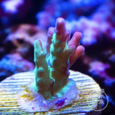 画像1: 【SALE】CE Acro Grafted Cherry Blossom  (1)