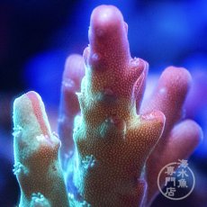画像2: 【SALE】CE Acro Grafted Cherry Blossom  (2)