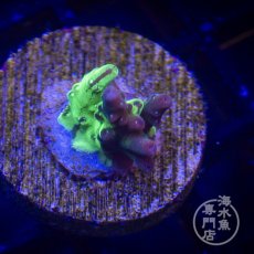 画像3: 【SALE】CE Acro Grafted Cherry Blossom  (3)