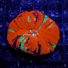 画像1: Coral Focus スコリミア WarPaint No.9 (1)