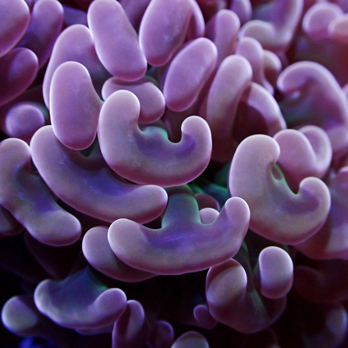 画像2: Coral Focus ナガレハナサンゴ  Pink/Gold Green Stem M-size (2)
