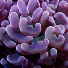 画像2: Coral Focus ナガレハナサンゴ  Pink/Gold Green Stem M-size (2)